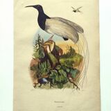 Antique engraving from 1839 -Promerops bird- hand-colored, by DuCasse