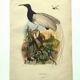 Gravure ancienne de 1839 -Oiseau Promerops- coloriée à la main, de DuCasse