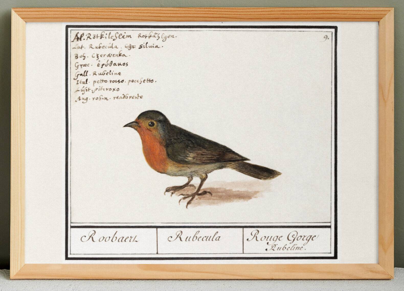 Poster about the Robin, based on an old engraving from 1610