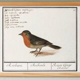 Poster about the Robin, based on an old engraving from 1610