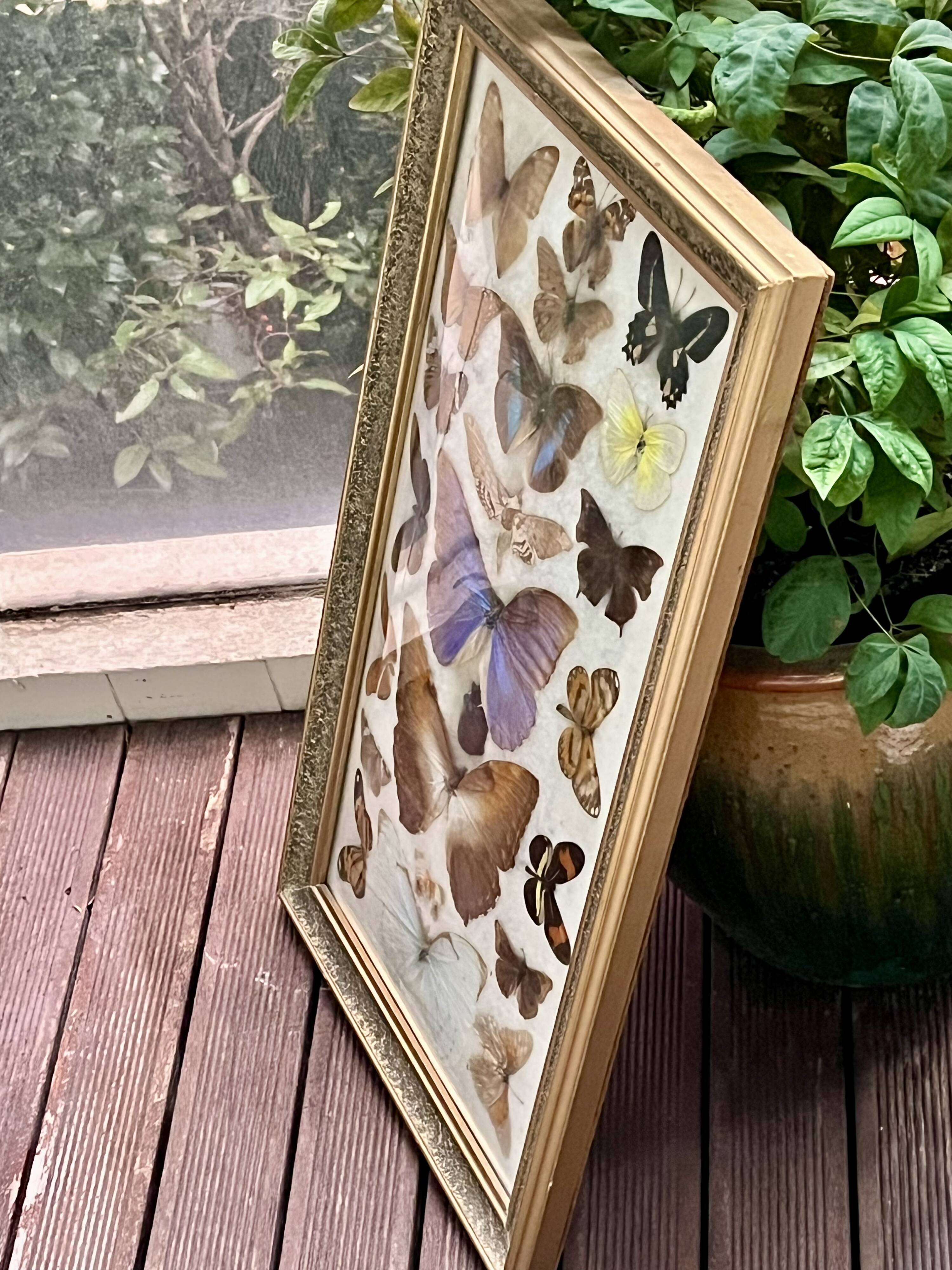 Large entomological frame - 27 mounted butterflies - Very good condition