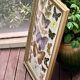 Large entomological frame - 27 mounted butterflies - Very good condition