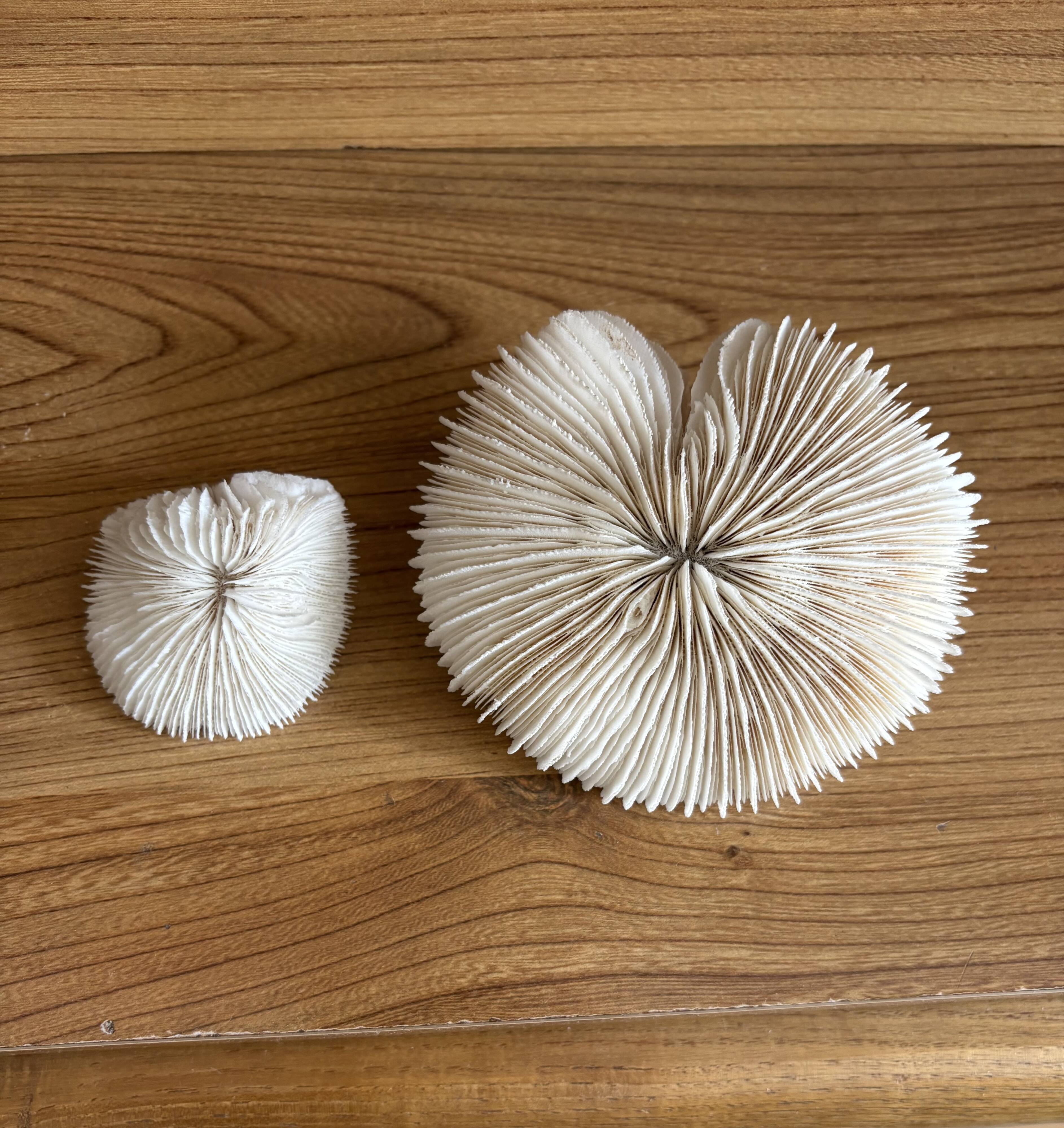Coral Fungia "shark cushion"
