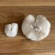 Coral Fungia "shark cushion"