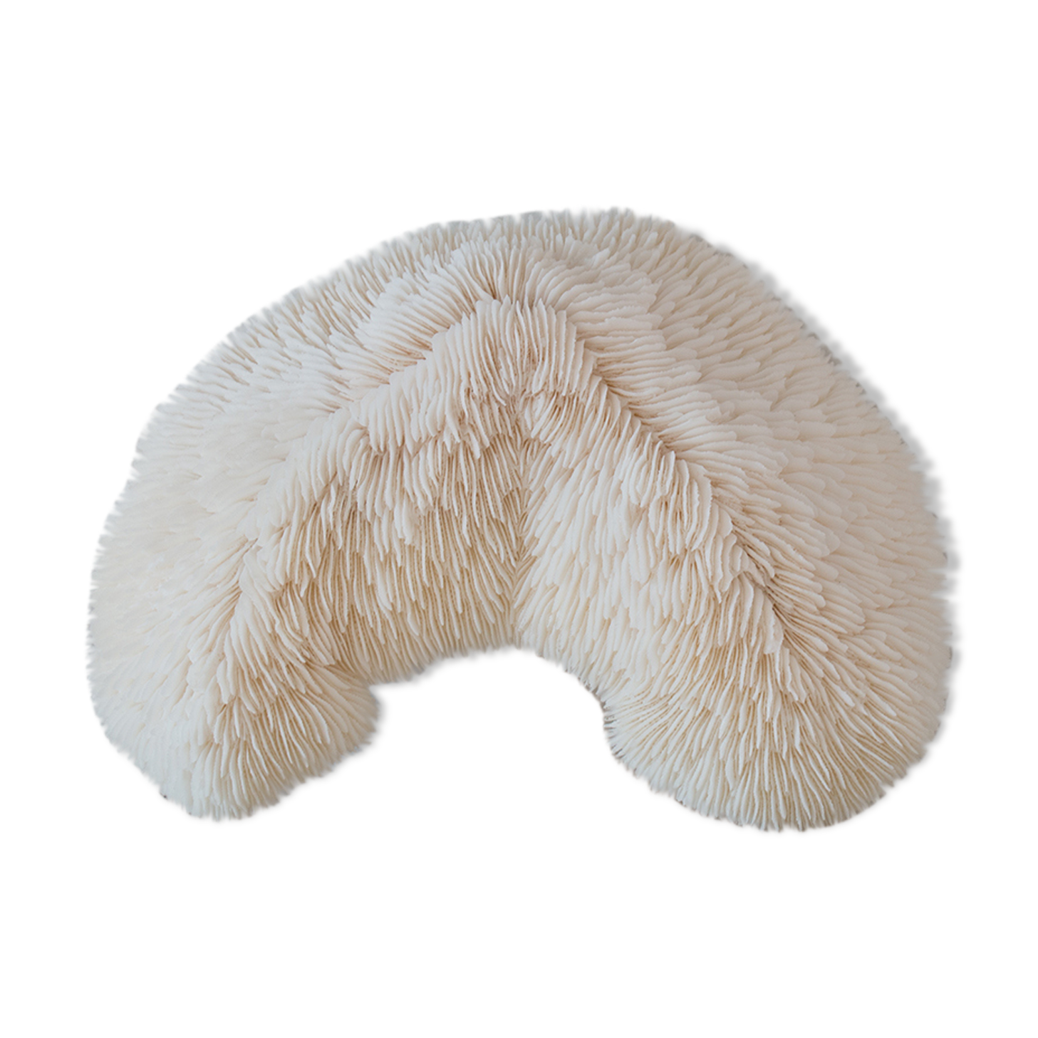 Old white coral 18 cm