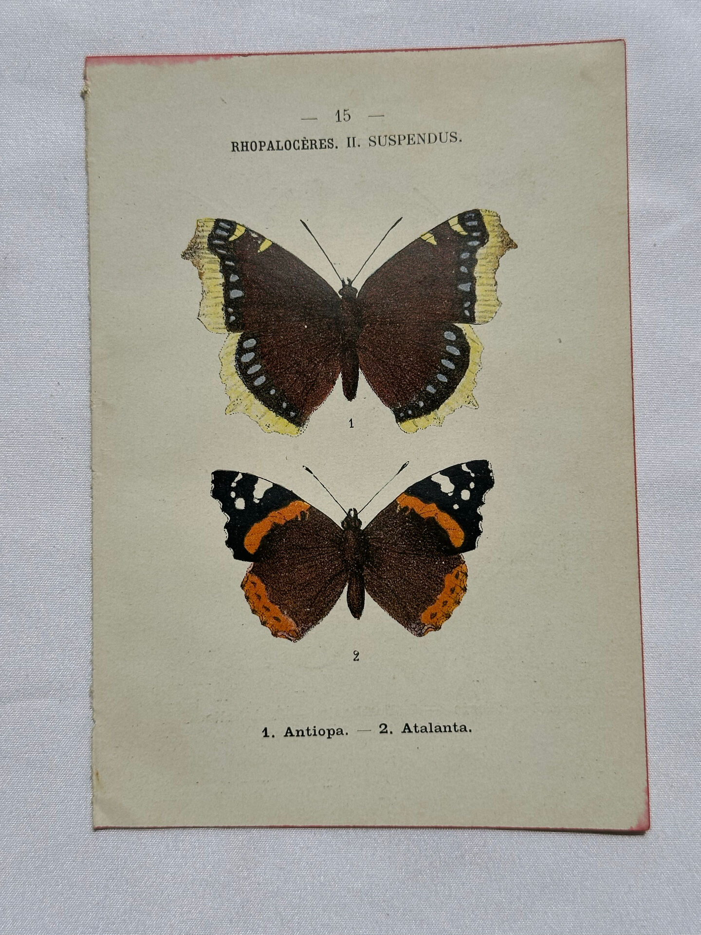 Botanical engraving double-sided butterflies naturalist plate etching