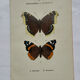 Botanical engraving double-sided butterflies naturalist plate etching