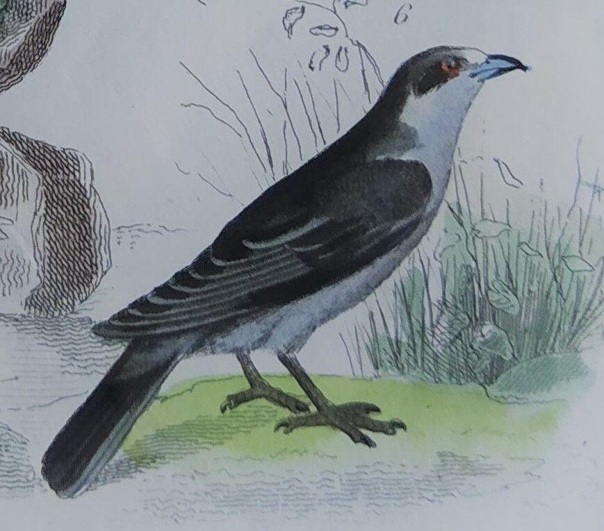 Original Ornithological Plate "Sacred Falcon - Hobby - &c..." Buffon 1836