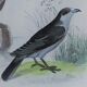 Original Ornithological Plate "Sacred Falcon - Hobby - &c..." Buffon 1836