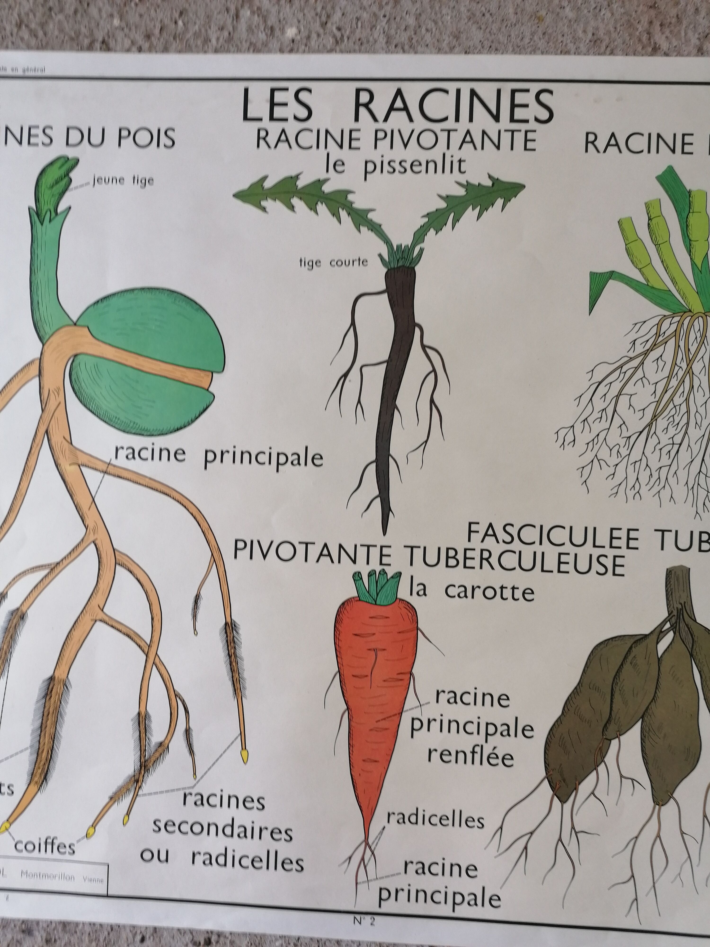 Old Rossignol educational poster: La Plante & Les Racines.