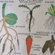 Old Rossignol educational poster: La Plante & Les Racines.