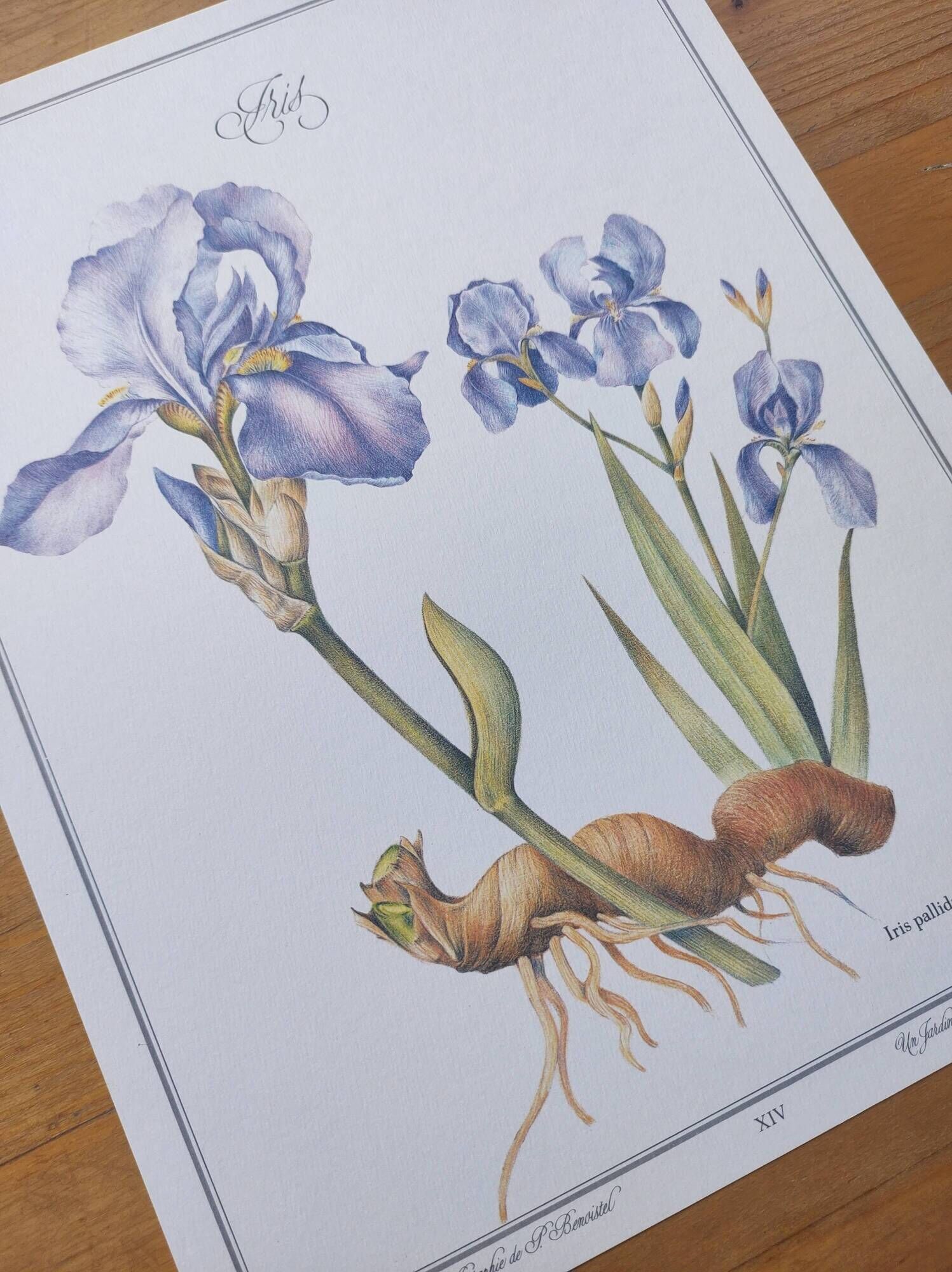 Botanical engraving -Iris- Illustration of medicinal plants and herbs. Pastels by C.Michaut