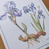 Botanical engraving -Iris- Illustration of medicinal plants and herbs. Pastels by C.Michaut