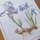 Botanical engraving -Iris- Illustration of medicinal plants and herbs. Pastels by C.Michaut