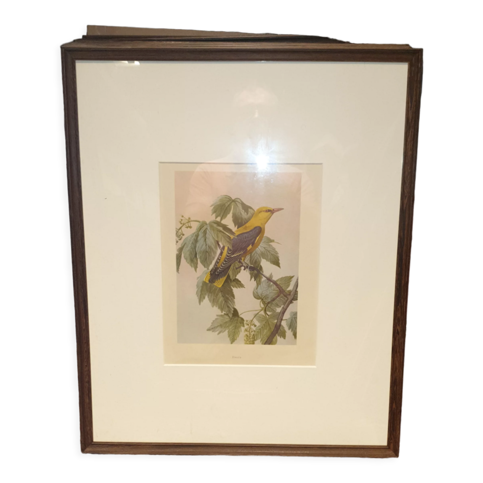 Ornithological engraving