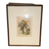 Ornithological engraving