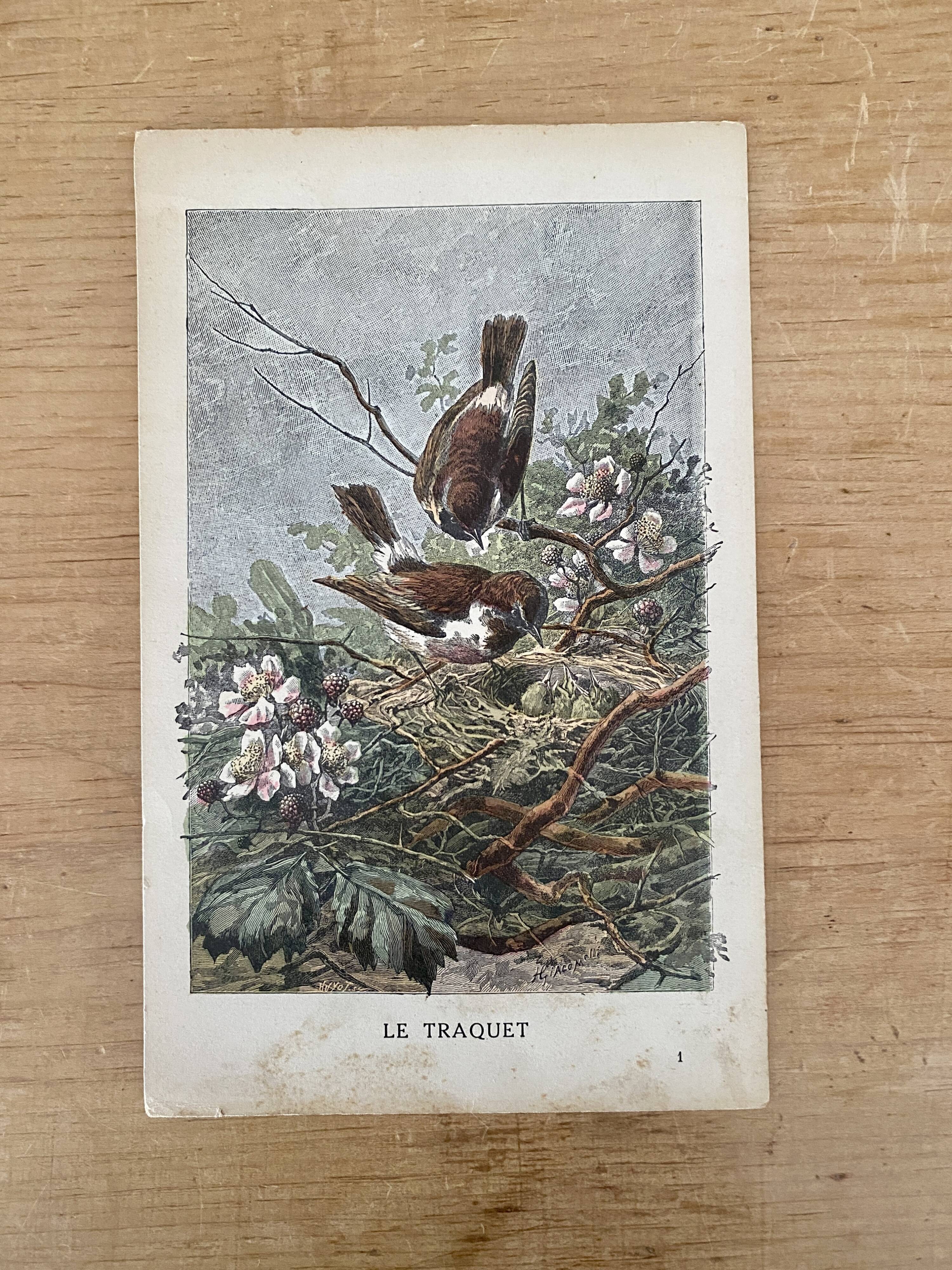 Ancienne gravure d'oiseau - Giacomelli et Huyot - LE TRAQUET -