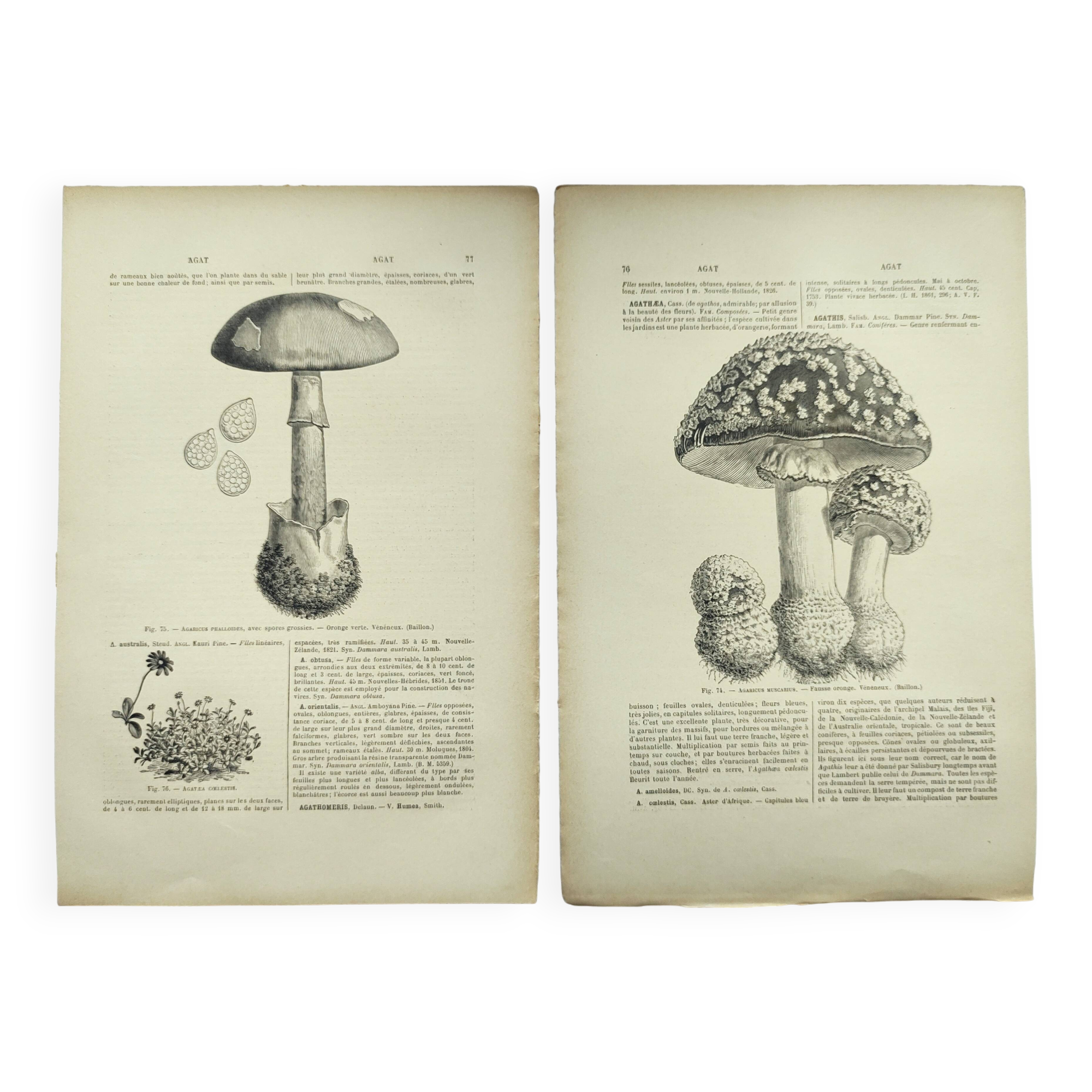 Botanical engraving from 1897 - Set of 2 Mushroom plates (1) - Plate of old lithographs