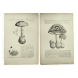 Botanical engraving from 1897 - Set of 2 Mushroom plates (1) - Plate of old lithographs