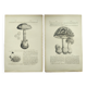Botanical engraving from 1897 - Set of 2 Mushroom plates (1) - Plate of old lithographs