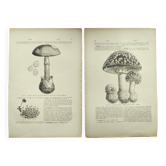 Gravure botanique de 1897 - Lot de 2 planches Champignons (1) - Planche de Lithographies anciennes