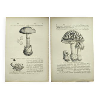 Botanical engraving from 1897 - Set of 2 Mushroom plates (1) - Plate of old lithographs