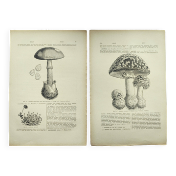 Botanical engraving from 1897 - Set of 2 Mushroom plates (1) - Plate of old lithographs
