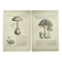 Botanical engraving from 1897 - Set of 2 Mushroom plates (1) - Plate of old lithographs