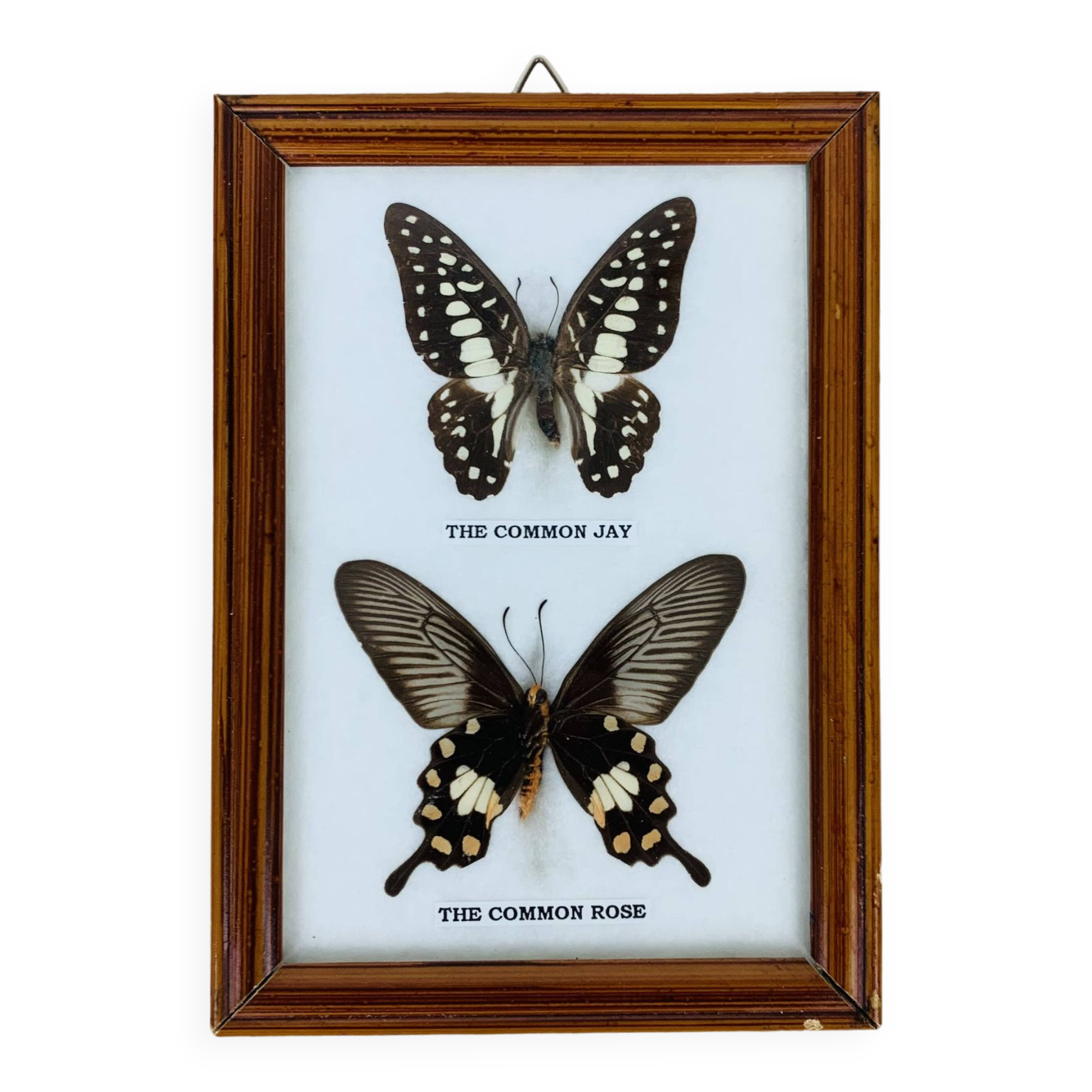 Naturalized butterflies frame