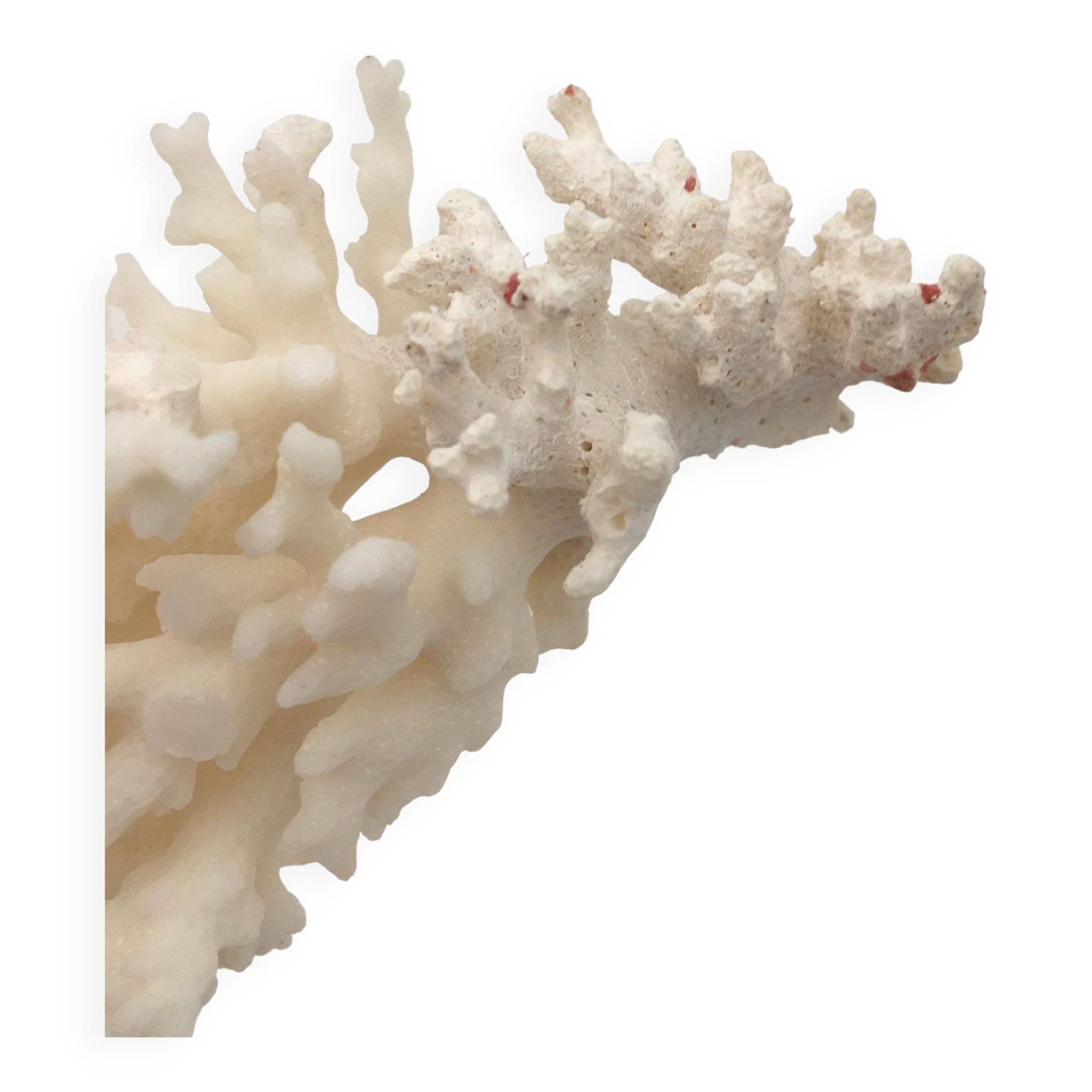 Old branch of white natural coral / 1970s