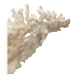 Old branch of white natural coral / 1970s