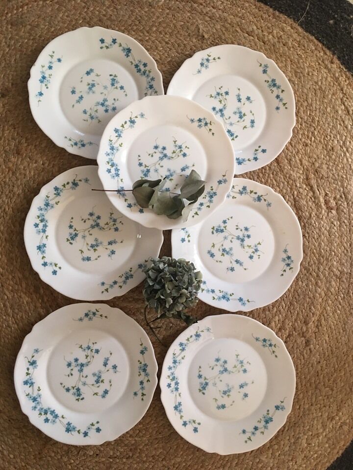 Flat plates myosotis veronica with small blue flowers