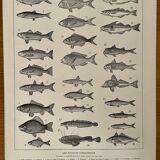 Lithograph on edible fish from 1918
