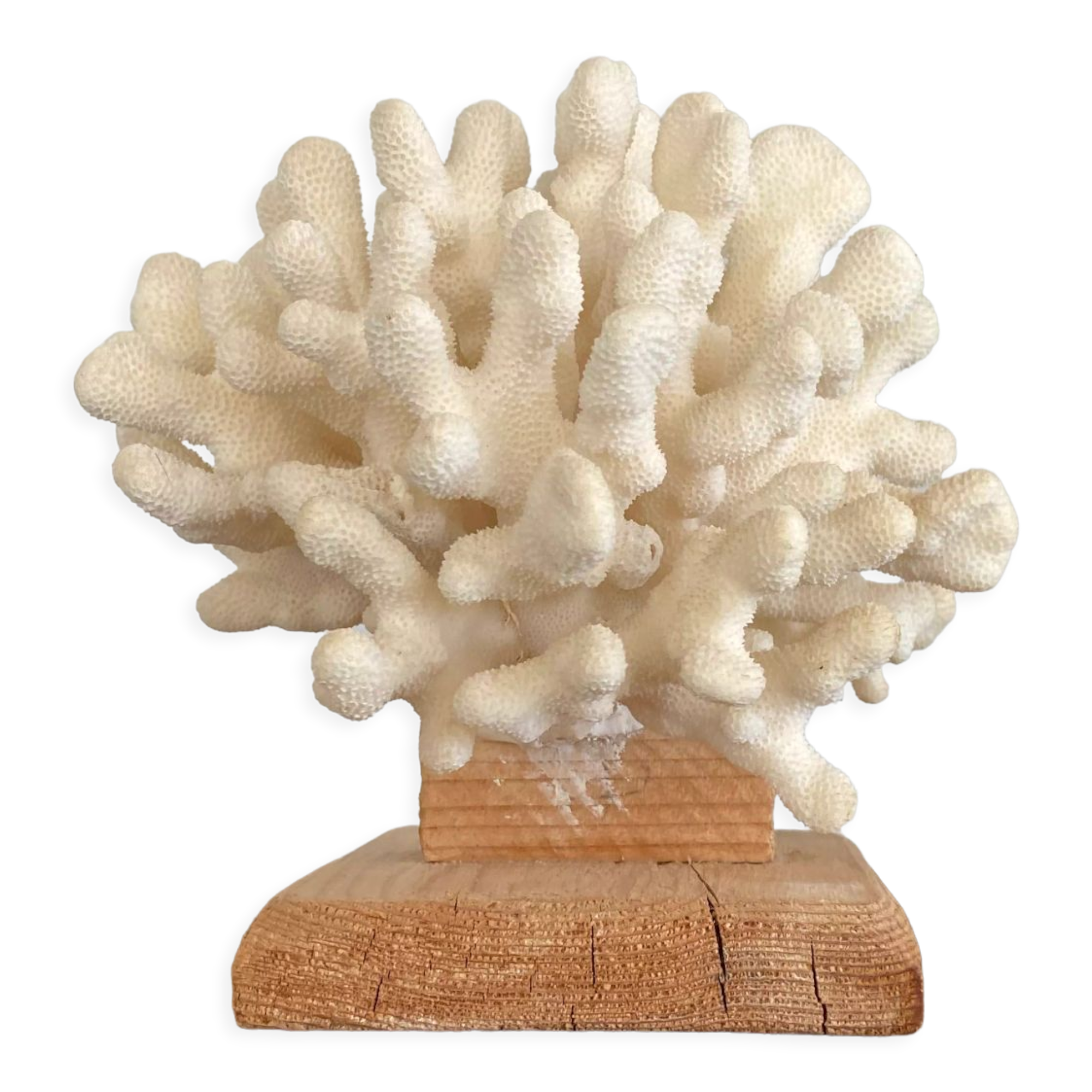 Coral on raw wood base