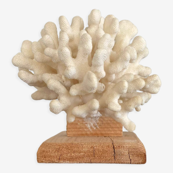 Corail sur socle en bois brut