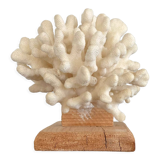Coral on raw wood base