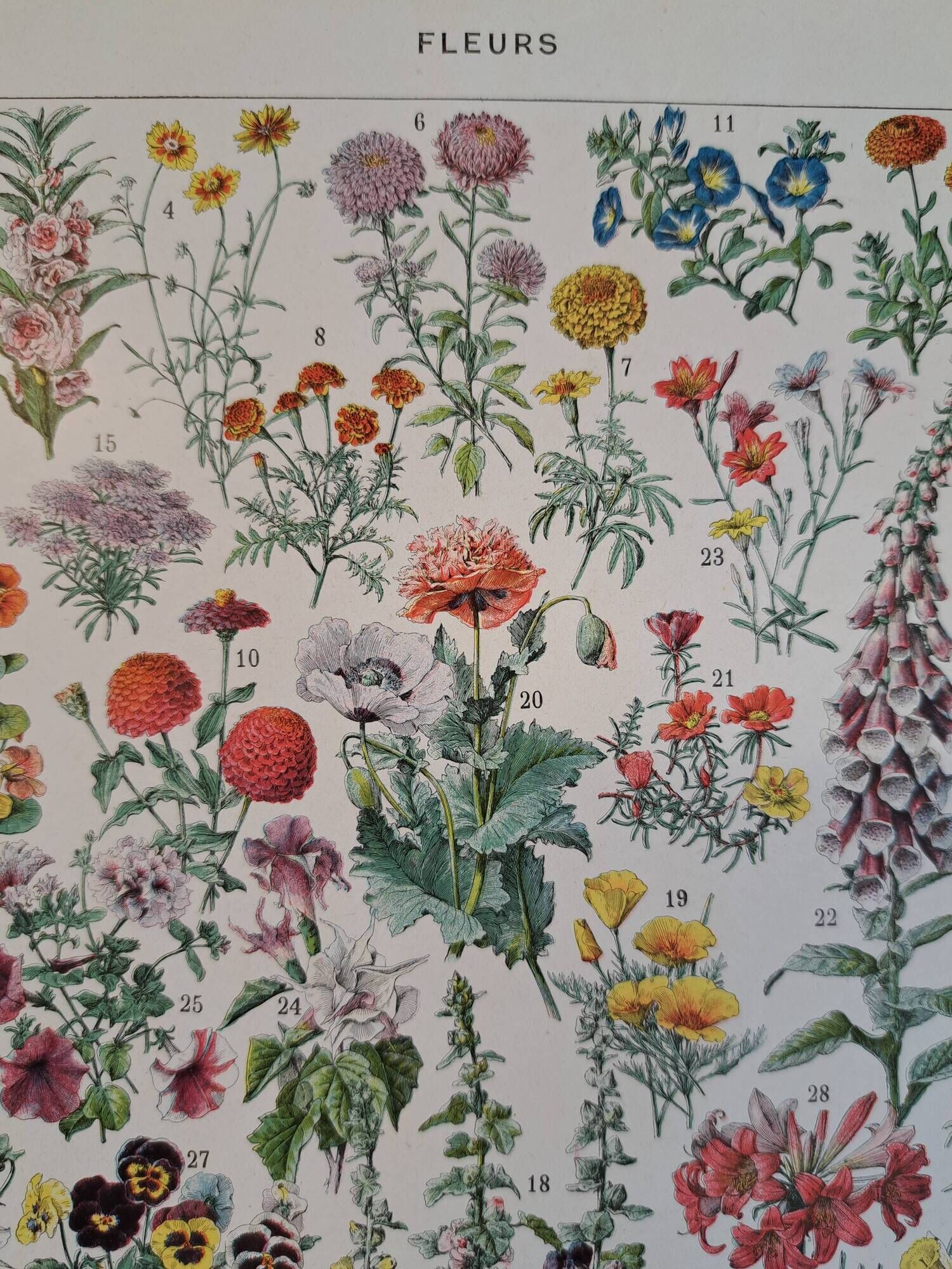 Old botanical plate "Flowers" – 1930