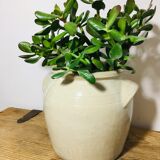 Terracotta pottery