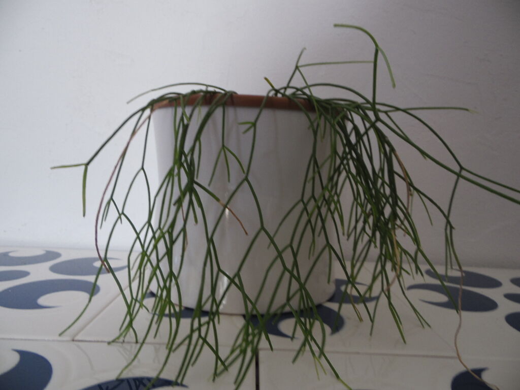 Ikea diabolo pot cover