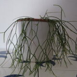 Cache pot diabolo ikea