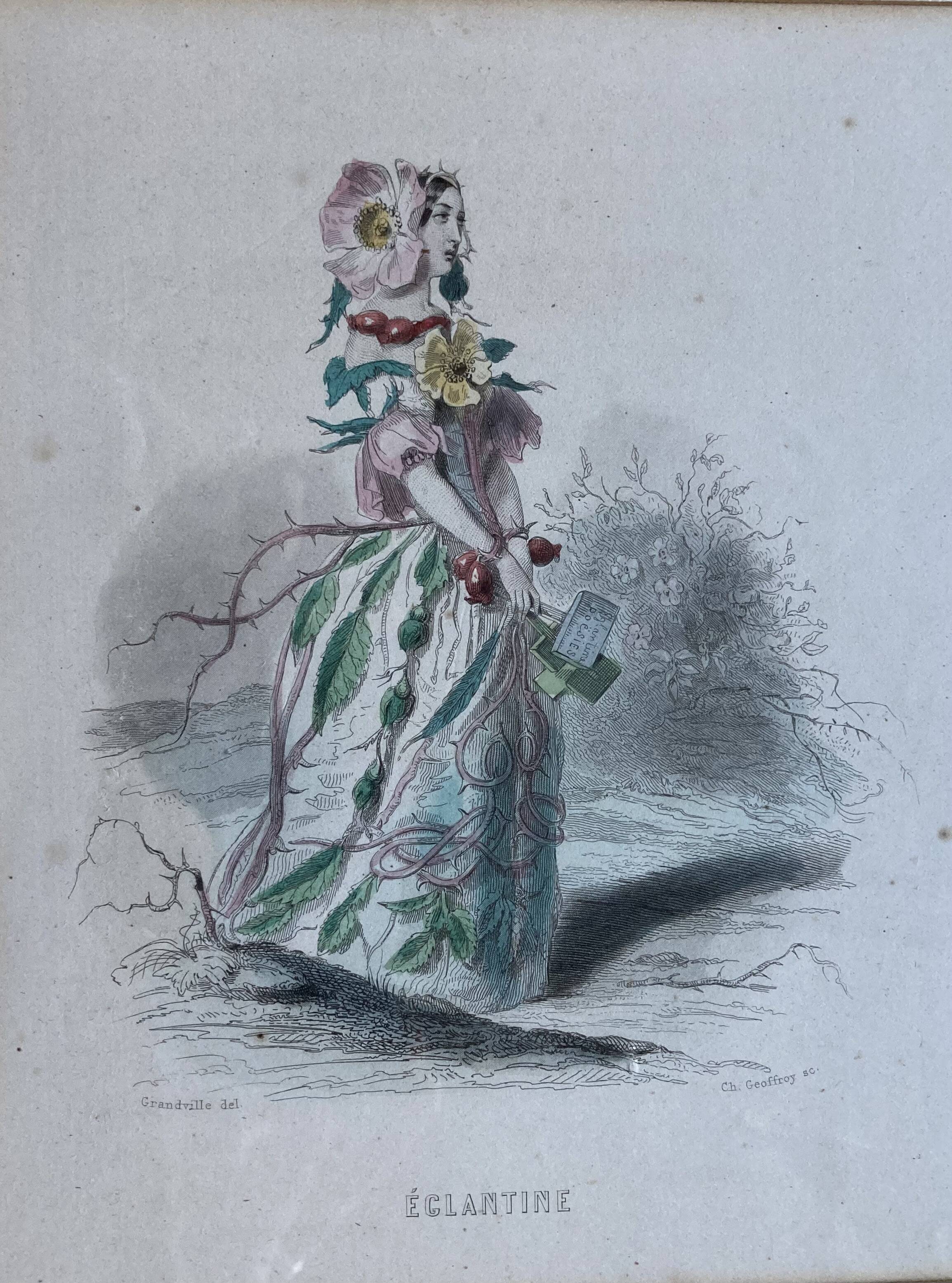 Framed engravings "animated flowers" - JJ Grandville