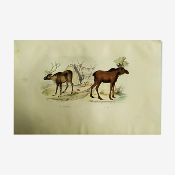 Zoological plank, original "renne - Elan " Buffon 1840