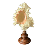 Murex Ramosus shell on turned wooden boxwood base old cabinet of curiosities
