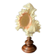 Murex Ramosus shell on turned wooden boxwood base old cabinet of curiosities