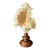 Coquillage Murex Ramosus sur socle en buis bois tourné ancien cabinet de curiosités