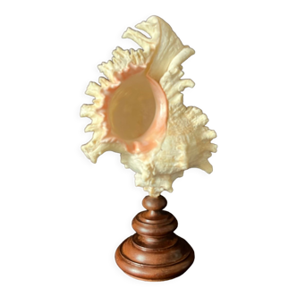 Murex Ramosus shell on turned wooden boxwood base old cabinet of curiosities