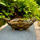 Brass planter Art Nouveau Jugendstil