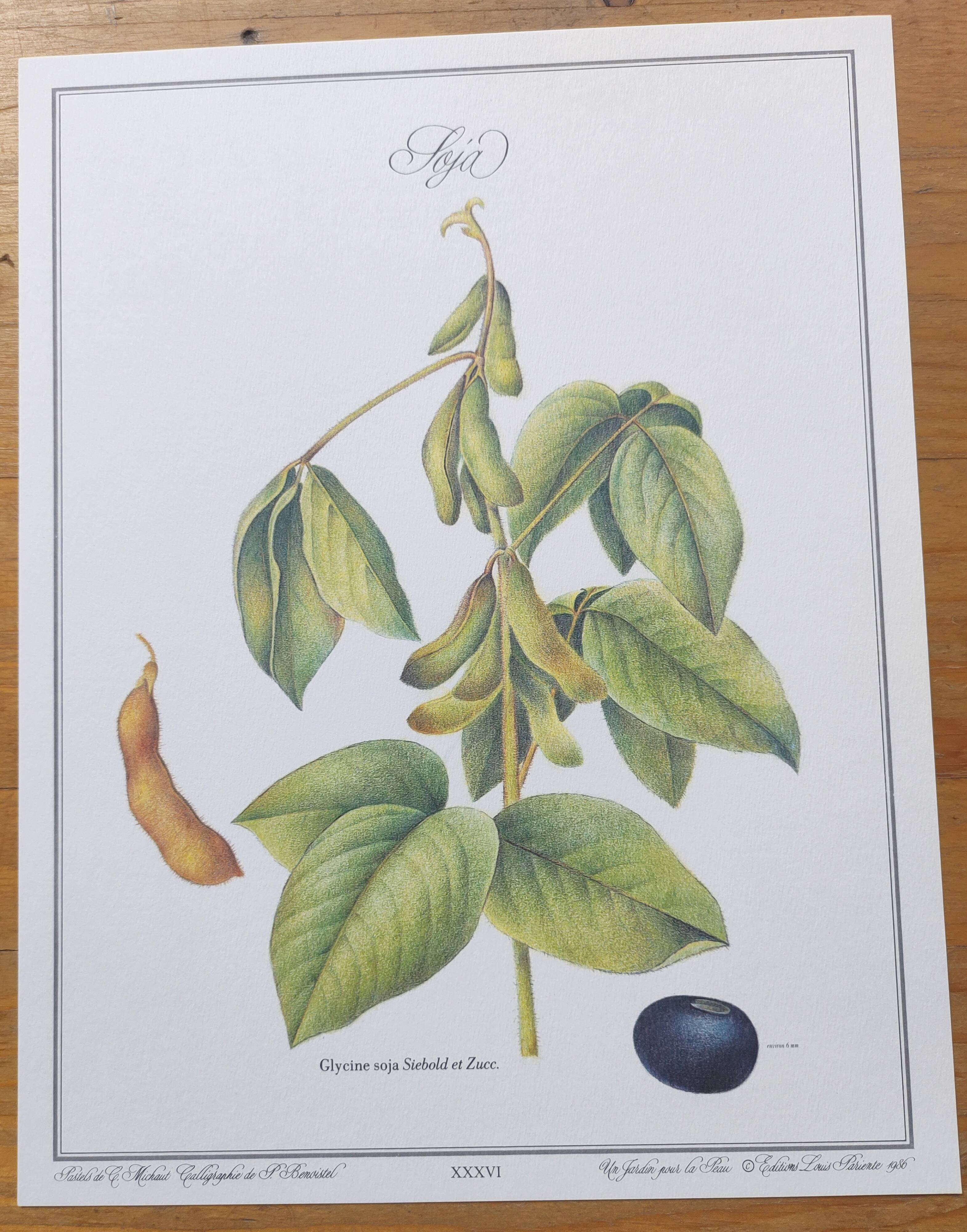 Botanical illustration -Soybean- Engraving of medicinal plants and flowers. Pastels by C. Michaut