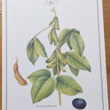 Botanical illustration -Soybean- Engraving of medicinal plants and flowers. Pastels by C. Michaut