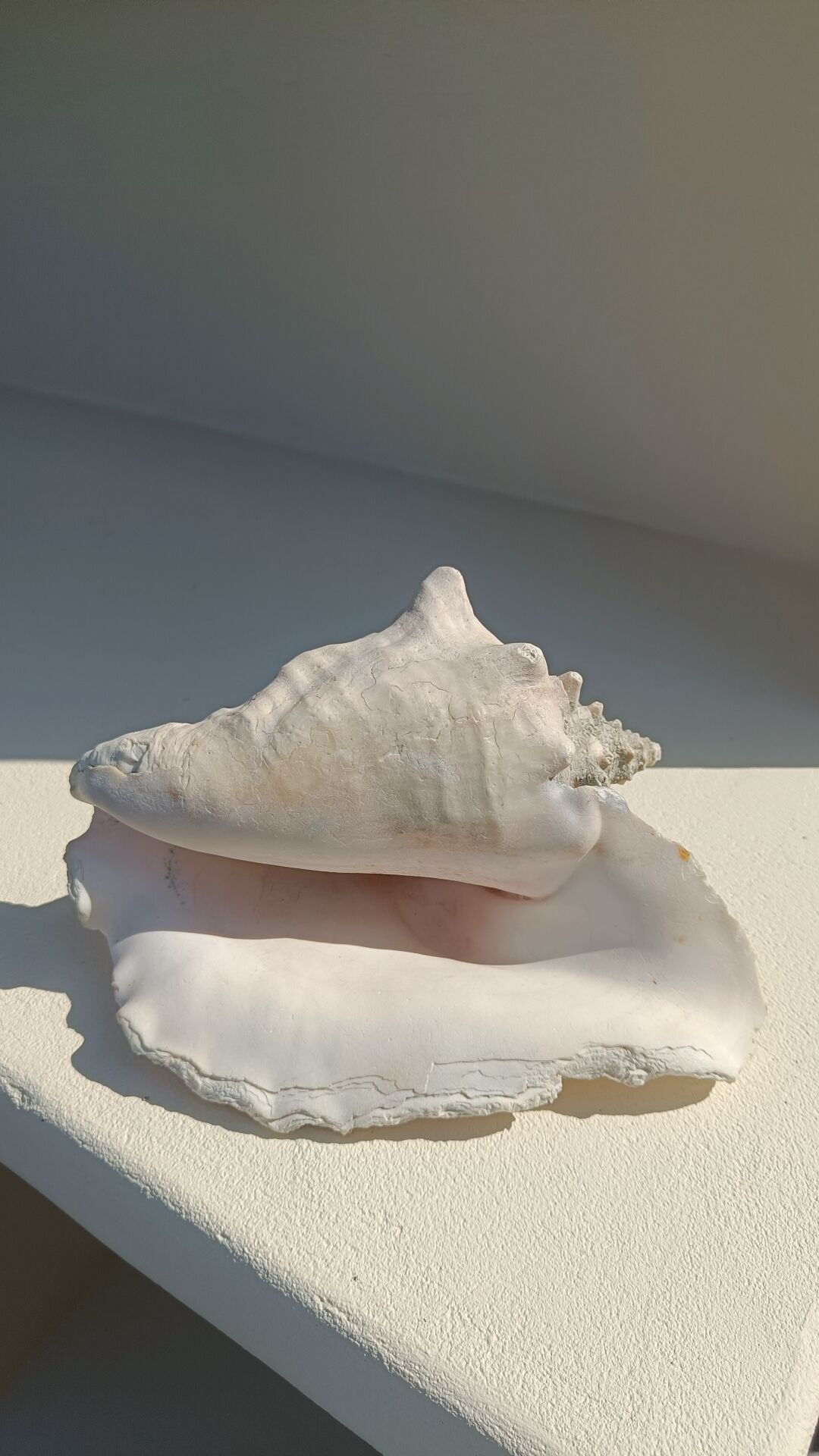 Conque marine blanche légèrement rosée